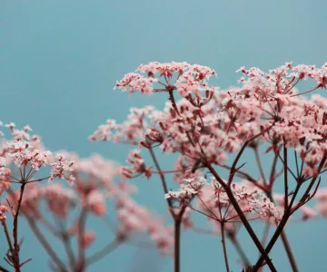 TRAUMA &amp; STRESS MANAGEMENT